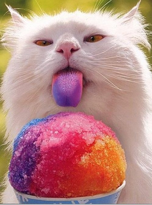 cat-eating-snow-cone